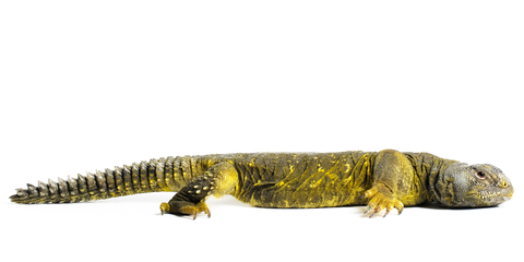 Yellow Niger Uromastyx For Sale, Yellow Niger Uromastyx For Sale Near Me, Yellow Niger Uromastyxfor Sale Cheap, Yellow Niger Uromastyx For Sale Canada, Yellow Niger Uromastyx For Sale Europe, Yellow Niger Uromastyx For Sale Uk, Yellow Niger Uromastyx For Sale Usa, Baby Yellow Niger Uromastyx For Sale, How Much Do Yellow Niger Uromastyx Cost